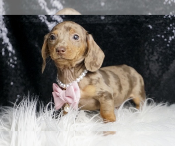 Medium Photo #5 Dachshund Puppy For Sale in WARSAW, IN, USA