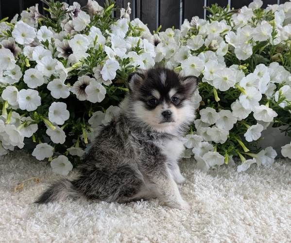 Medium Photo #25 Pomsky Puppy For Sale in GOSHEN, IN, USA