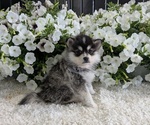 Small #2 Pomsky