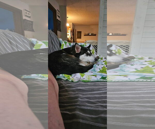 Medium Photo #2 Siberian Husky-Unknown Mix Puppy For Sale in New London, WI, USA
