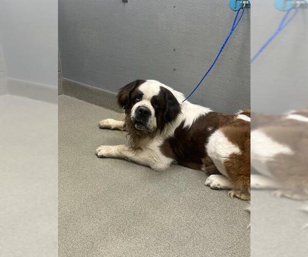 Medium Photo #1 Saint Bernard-Unknown Mix Puppy For Sale in Las Vegas, NV, USA