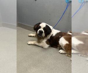 Saint Bernard-Unknown Mix Dogs for adoption in Las Vegas, NV, USA