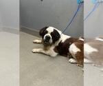 Small Saint Bernard Mix