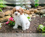 Small #2 Poodle (Miniature)