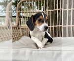Small Photo #5 Beagle Puppy For Sale in OCALA, FL, USA