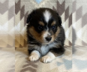 Shel-Aussie Puppy for sale in FORT MORGAN, CO, USA