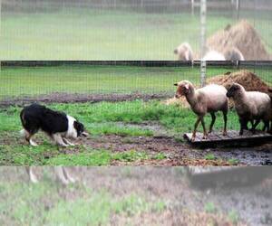 Border Collie Litter for sale in GRANITE FALLS, WA, USA