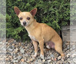Small Chihuahua