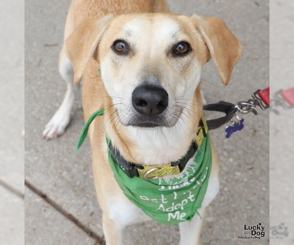 Medium Photo #10 Labrador Retriever-Unknown Mix Puppy For Sale in Washington, DC, USA