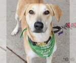 Small #9 Labrador Retriever Mix
