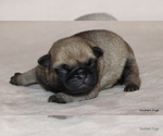 Small #4 Pug