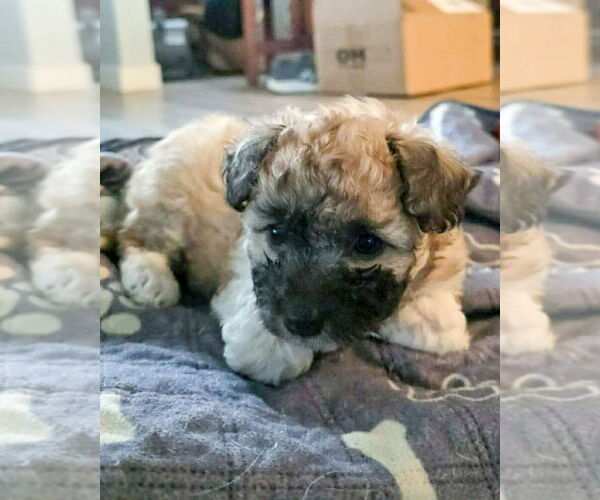 Medium Photo #3 Poodle (Miniature) Puppy For Sale in Corona, CA, USA