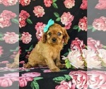 Small Photo #1 Cavalier King Charles Spaniel Puppy For Sale in QUARRYVILLE, PA, USA
