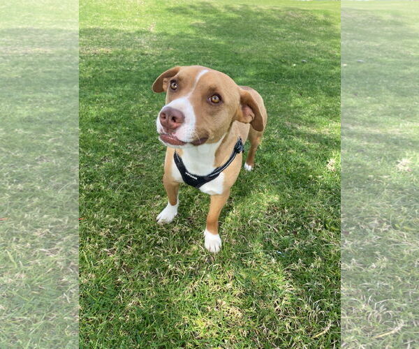 Medium Photo #3 Dachshund-Staffordshire Bull Terrier Mix Puppy For Sale in La Verne, CA, USA