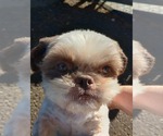 Small #1 Shih Tzu