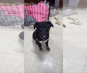 Australian Shepherd-Unknown Mix Puppy for sale in PGH, PA, USA