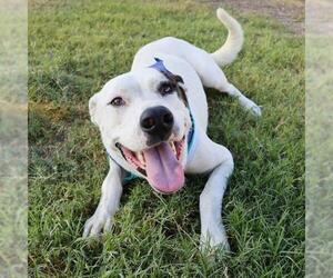 American Staffordshire Terrier-Unknown Mix Dogs for adoption in San Antonio, TX, USA