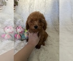 Small Photo #2 Poodle (Miniature) Puppy For Sale in LOWELL, MA, USA