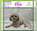 Image preview for Ad Listing. Nickname: Ellie