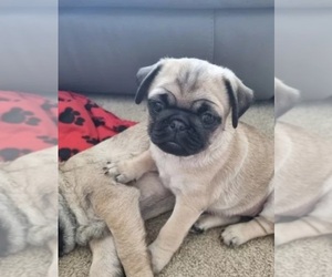 Pug Puppy for sale in BERGENFIELD, NJ, USA