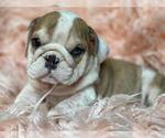 Small Photo #5 English Bulldog Puppy For Sale in BOSTON, MA, USA