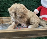 Small Photo #7 Miniature Bernedoodle Puppy For Sale in GREEN FOREST, AR, USA