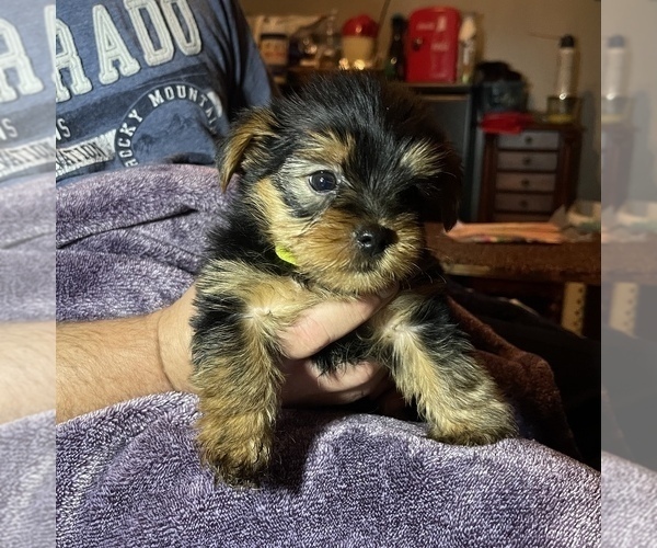 Medium Photo #4 Yorkshire Terrier Puppy For Sale in WOODBRIDGE, VA, USA