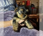 Small Photo #4 Yorkshire Terrier Puppy For Sale in WOODBRIDGE, VA, USA