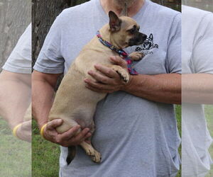Mutz - Male Daug Dog for Adoption - Photo #4