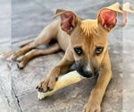 Small #9 American Staffordshire Terrier Mix