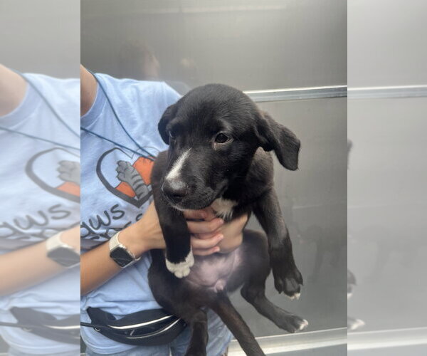 Medium Photo #1 Collie-Unknown Mix Puppy For Sale in Elmsford, NY, USA