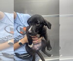Small Collie Mix