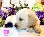 Small Photo #4 Golden Retriever Puppy For Sale in MARSHFIELD, MO, USA