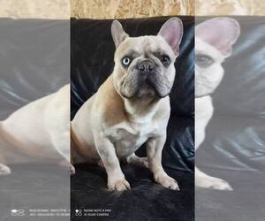 Father of the French Bulldog puppies born on 05/13/2021