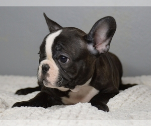 French Bulldog Puppy for sale in PROVIDENCE, RI, USA