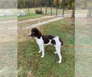 Father of the Bernedoodle puppies born on 04/21/2026
