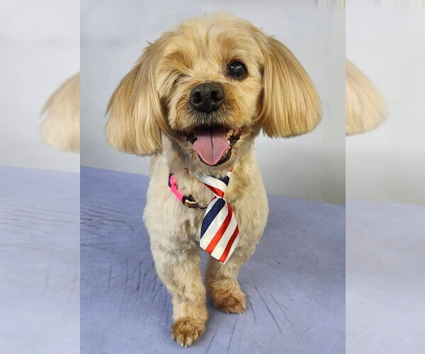 Medium Photo #1 Cock-A-Poo-Unknown Mix Puppy For Sale in Marina del Rey, CA, USA