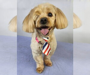 Cock-A-Poo-Unknown Mix Dogs for adoption in Marina del Rey, CA, USA