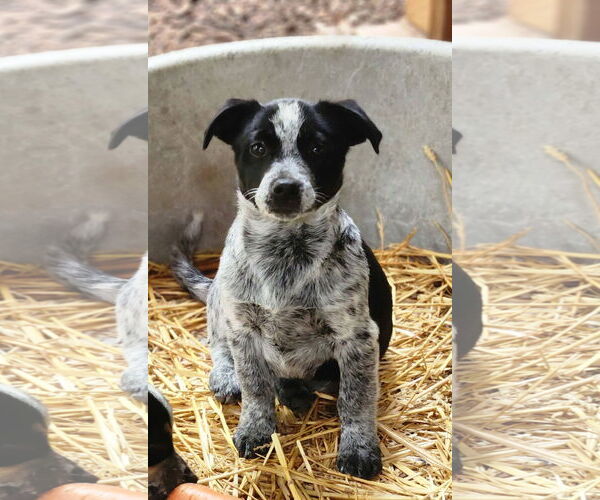 Medium Photo #2 Mutt Puppy For Sale in Paso Robles, CA, USA