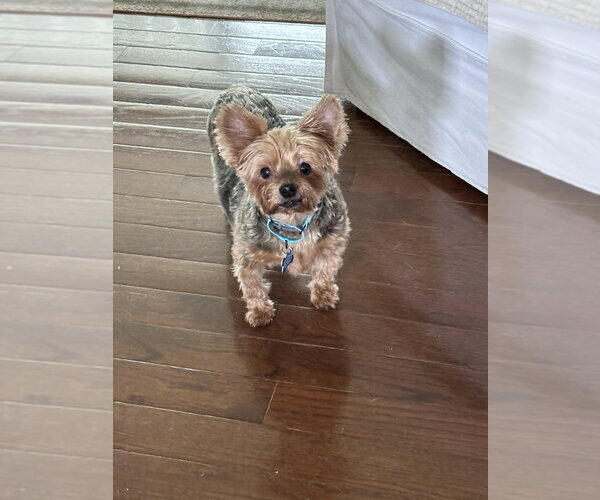 Medium Photo #4 Mutt Puppy For Sale in Springdale, PA, USA