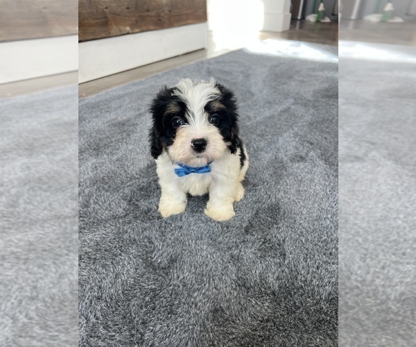 Medium Photo #4 Cavapoo Puppy For Sale in BELDING, MI, USA