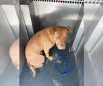 Small American Staffordshire Terrier Mix