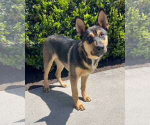 Harry - Male Gerberian Shepsky Dog for Adoption - Photo #2
