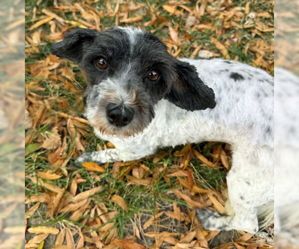 Medium Photo #2 Mutt Puppy For Sale in Arlington, VA, USA