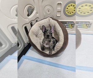 French Bulldog Puppy for sale in NORTH PORT, FL, USA