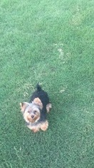 Yorkshire Terrier Puppy for sale in HAMPTON, GA, USA