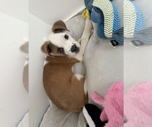 Mutt Dogs for adoption in Woodbury, NY, USA
