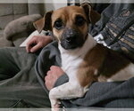 Small Chihuahua Mix