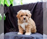 Small #3 Poodle (Toy)-Zuchon Mix