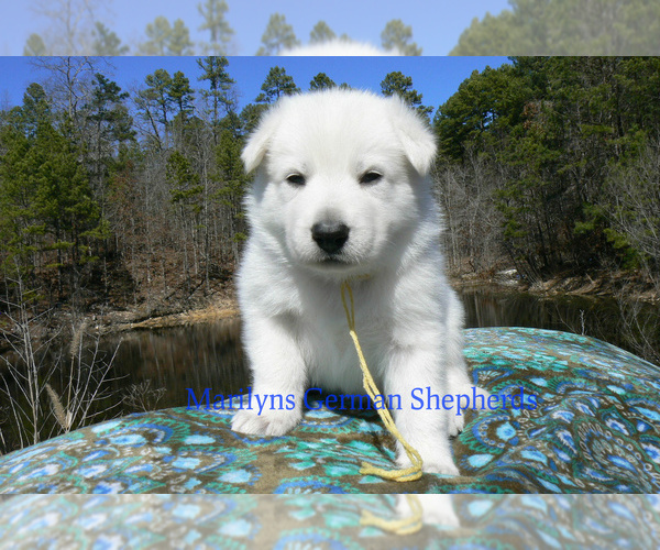 Medium Photo #3 German Shepherd Dog Puppy For Sale in PIEDMONT, MO, USA